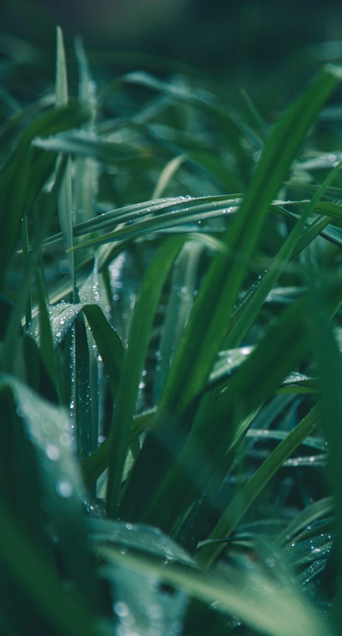 pexels-peter-fazekas-1089456